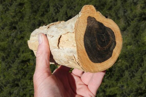 Топ-10 самых дорогих пород древесины в мире, рейтинг, фото